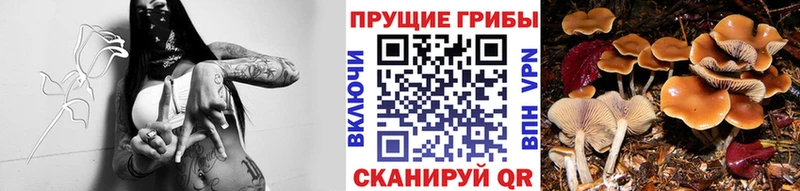 Псилоцибиновые грибы GOLDEN TEACHER  цена   Туапсе 